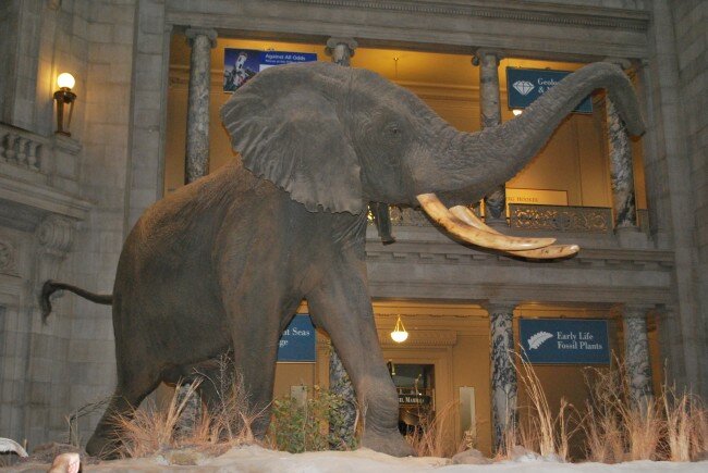 Natural History Museum Elephant
