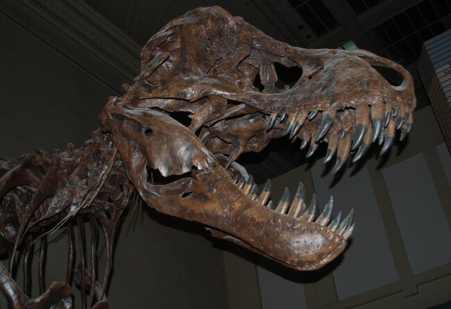Natural History Museum Dinosaur