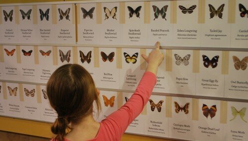 Butterfly List