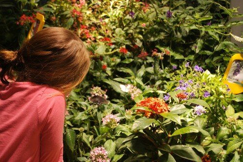 Butterfly Pavilion