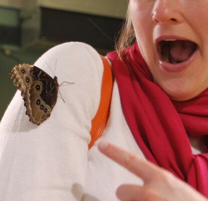 butterfly on arm