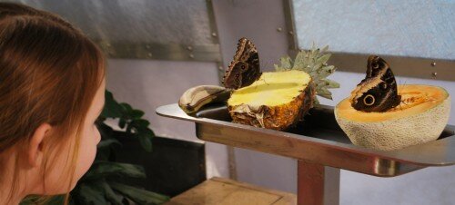 butterflies eating