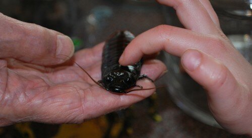 cockroach