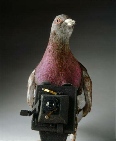 spy museum pigeon