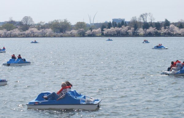 paddle boats tidal basin Tidal Basin Paddle Boats