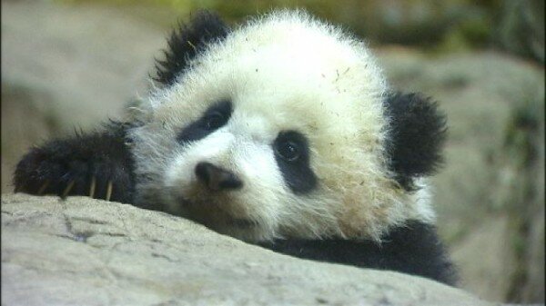 Bao Bao Washington National Zoo Pandas National Zoo