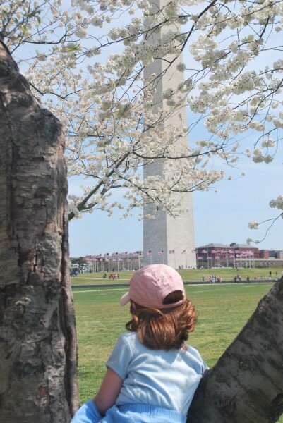 Washington Monument Cherry Blossoms Cherry Blossoms DC